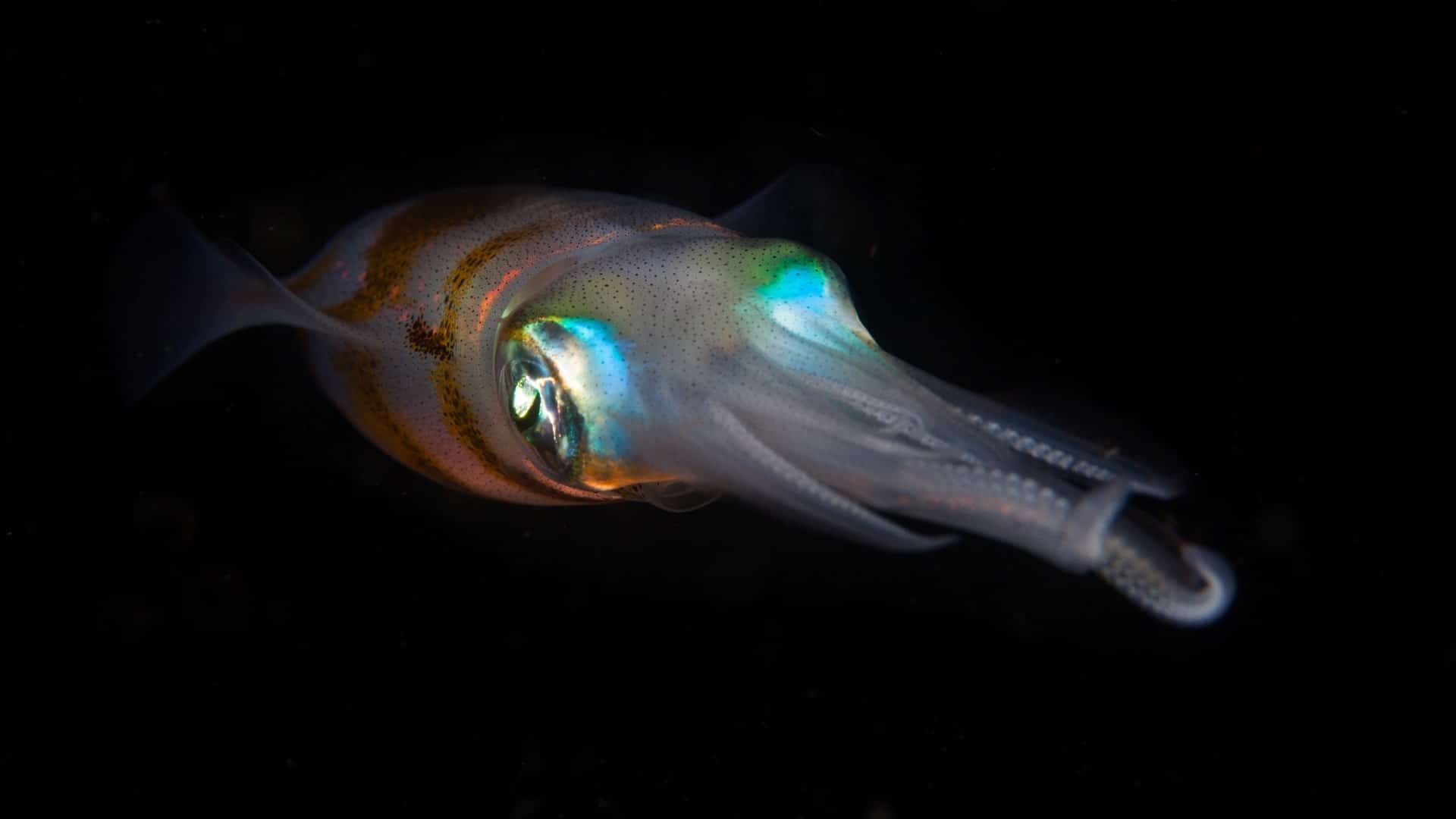 Night Diving