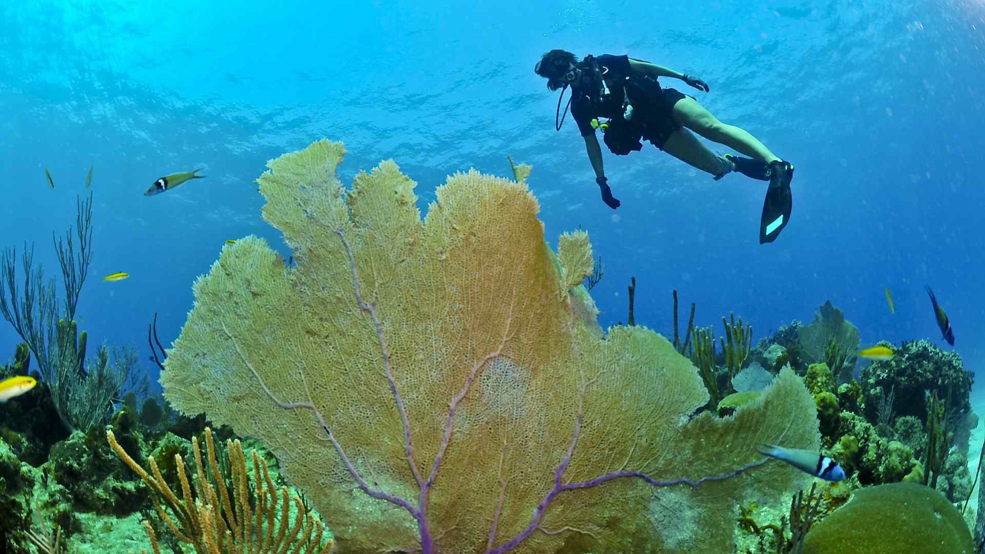 Solo Diver
